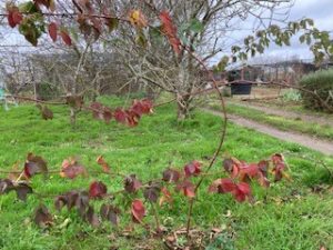 Blackberries pruned and tied in ready for the spring/summer.